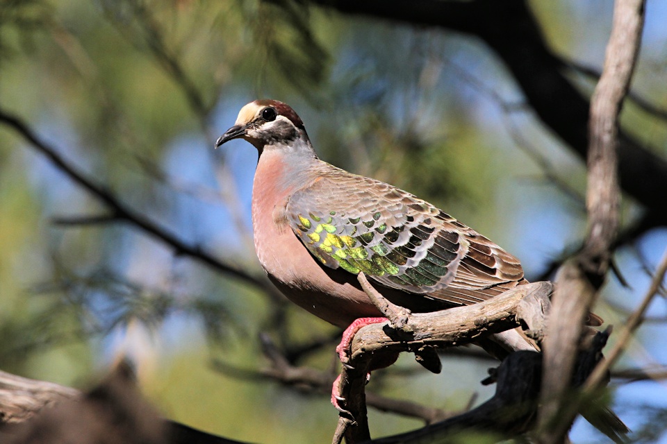 Common Bronzewing (Phaps chalcoptera)